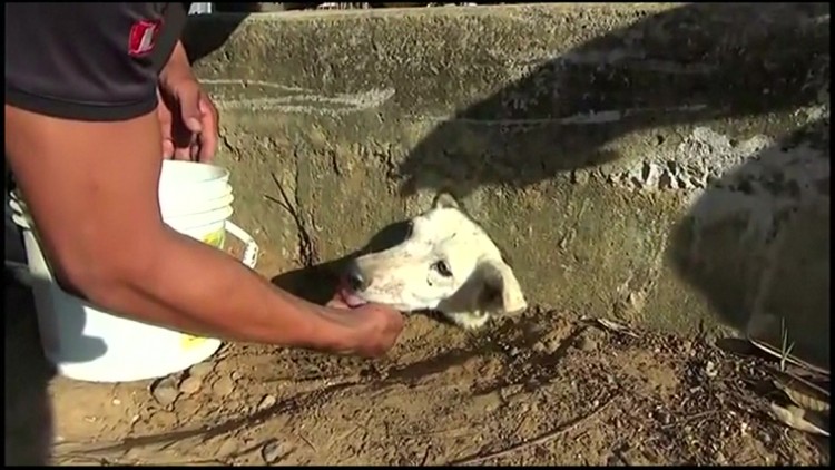 Nikki ficou presa em um buraco enquanto buscava comida; clique para ver o vídeo (Crédito: BBC)