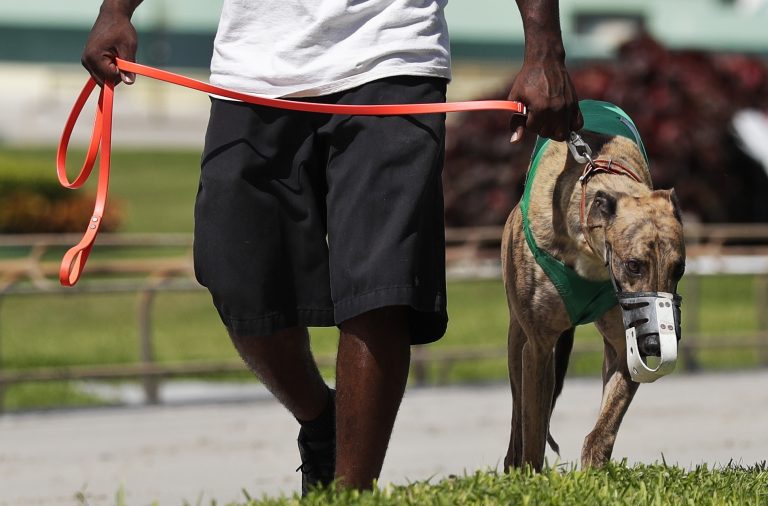 A nova vida dos galgos drogados: do inferno das corridas clandestinas para  uma família adotiva