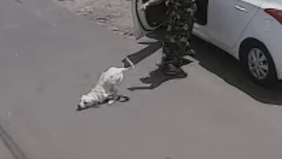 Imagem de câmera mostra Tintim sendo abandonado em rua (Imagem: Reprodução)