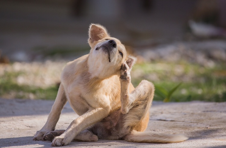 As doenças mais comuns em 10 raças de cachorro