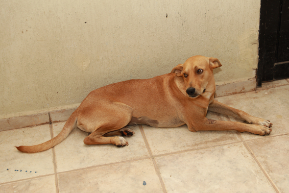 Cachorro adotado em Cuiabá (Foto: Vicente Aquino)