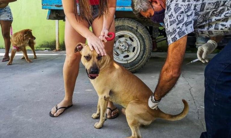 🐶🐱 Está - Secretaria Municipal da Saúde de São Paulo